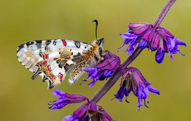 Gordijnen Macro shots, Beautiful nature scene. Closeup beautiful butterfly (Eastern Festoon) sitting on the flower in a summer garden. © blackdiamond67