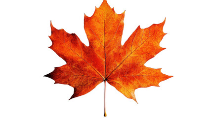 Fototapeta premium red maple leaf