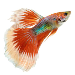 Orange and white guppy fish transparent background