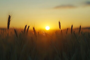 Fototapeta premium vibrant sunset over field paints plains with warm bold hues 