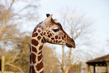 A Reticulated giraffe in profile.