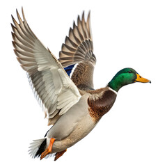 Obraz premium Mallard duck in flight view transparent background