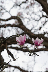 Magnolia