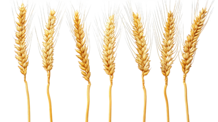 ears of wheat