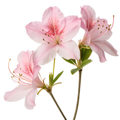 Closeup of a beautiful pink lily flower isolated on white background showcasing its petals and delicate beauty