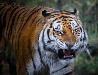 A male Amur Tiger with it's mouth open, baring it's teeth.