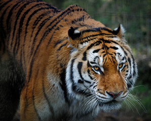 A male Amur Tiger walking.