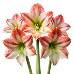 Fototapeta premium Beautiful bouquet of red and white lilies in full bloom