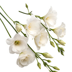 Fototapeta premium Beautiful bouquet of white orchids with delicate petals, isolated and blooming in nature