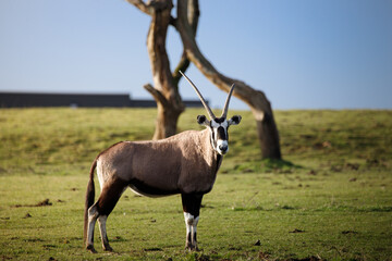 A Gemsbok on grassland standing in front of a tree.