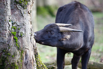 A Lowland anoa eating from a tree.