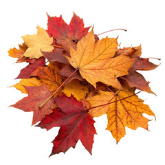 Fototapeta premium Pile of colorful autumn leaves transparent background