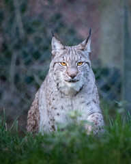 Obraz premium A female Eurasian Lynx looking straight ahead.