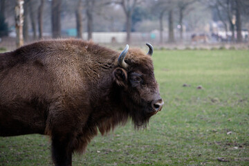 A Wisent, aka European Bison, in profile.