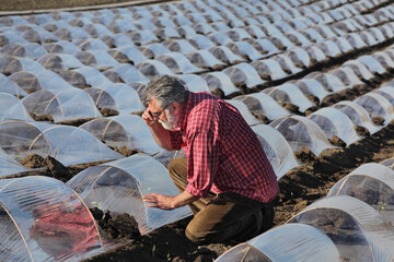 Farmer or agronomist examining watermelon or melon plant under small protective plastic greenhouse