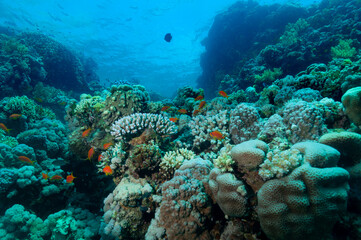 Barriera corallina in Mar Rosso, con coralli , spugne e piccoli pesci colorati © Massimo