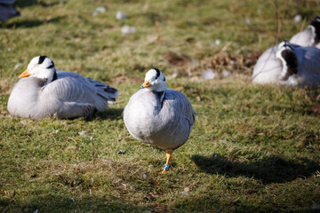 A Bar-headed goose standing on the grass.