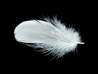 White Feather Close-up Isolated on Black Background for Design Element