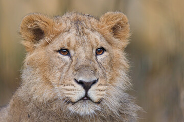 Fototapeta premium Close up shot of an Asian Lion cub.