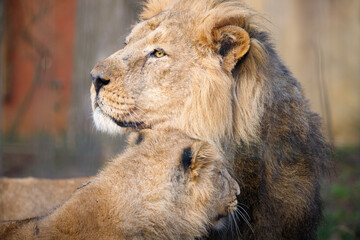 Close up shot of an Asian Lion cub with it's father.