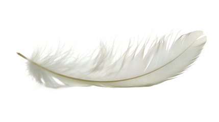 white feather on white background