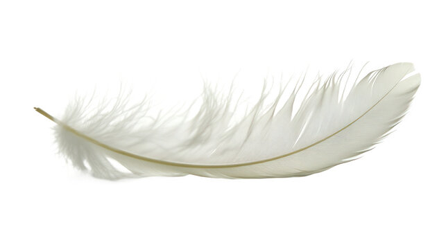 Fototapeta white feather on white background