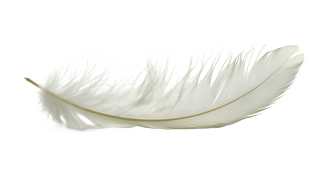 white feather on white background