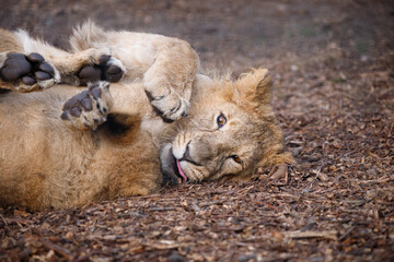 Two Asian Lion cubs play fighting.
