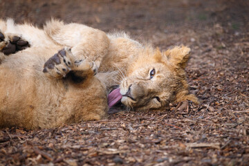 Two Asian Lion cubs play fighting.