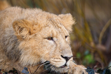 Close up shot of an Asian Lion cub.
