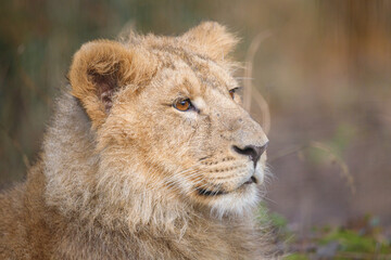 Close up shot of an Asian Lion cub.