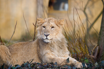 Close up shot of an Asian Lion cub.