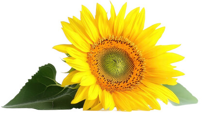 Fototapeta premium sunflower isolated on white