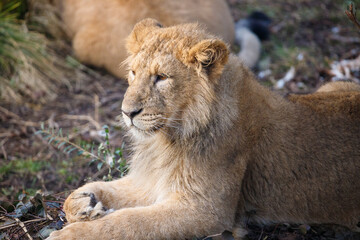 Close up shot of an Asian Lion cub.