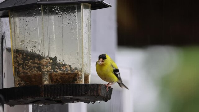 Goldfinch on a bird feeder in the rain