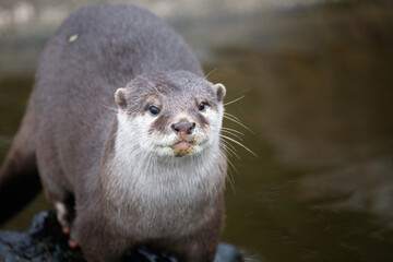 Close up of a Asian small-clawed otter.
