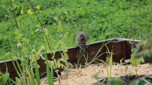 A Large Dove In A Raised Bed Garden