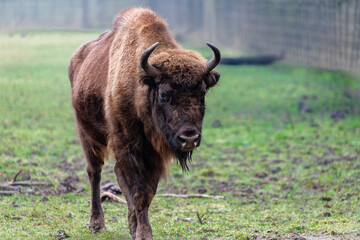 A Wisent, aka European Bison, walking toward the viewer.
