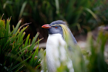 A Rockhopper Penguin among the grass.