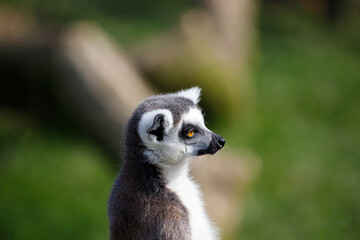 Obraz premium Ring tailed Lemur in profile.
