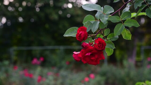 Nice 4k macro video of red rose flower at suumer day, nature and gardening