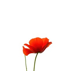Single red poppy blossom, vibrant petals, delicate stem, isolated white background, wallpaper, graphic