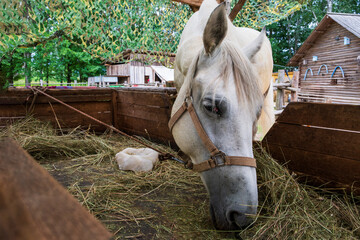 White Horse Eating Hay in Wooden Stable