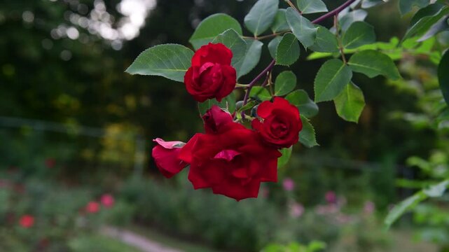 Nice 4k macro video of red rose flower at suumer day, nature and gardening