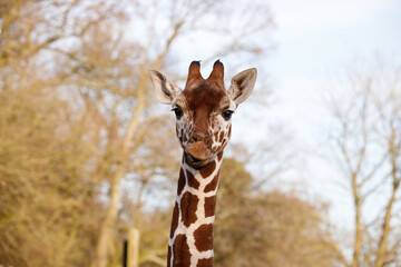 A Reticulated giraffe looking straight ahead.