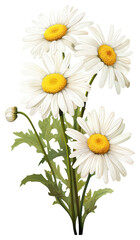 Obraz premium PNG Daisy vertical group bouquet flower plant white.