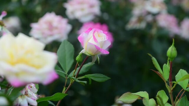 Nice 4k macro video of pink and white rose flower at suumer day, nature and gardening