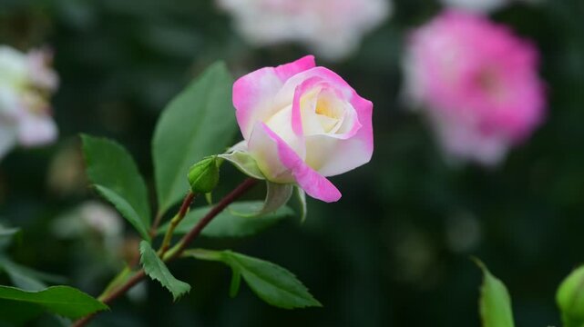 Nice 4k macro video of pink and white rose flower at suumer day, nature and gardening
