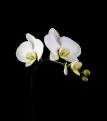 A pristine white orchid, petals delicately unfurled, stands alone against a stark black backdrop, close-up, high resolution, art