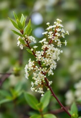 Delicate sprig, abundant tiny white blossoms, vibrant green foliage, close-up, greenery, outdoor